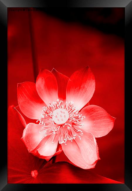  Red Lotus Framed Print by Carole-Anne Fooks