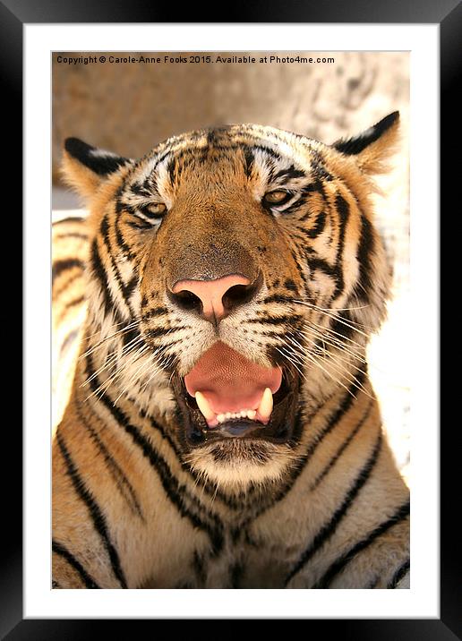  Tiger, Kanchanaburi, Thailand  Framed Mounted Print by Carole-Anne Fooks