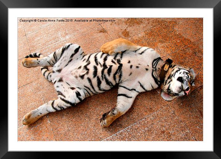 Sleeping Tiger Cub, Thailand Framed Mounted Print by Carole-Anne Fooks