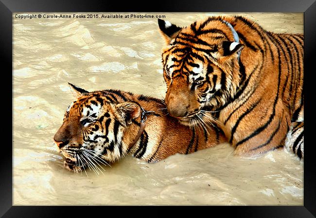 Tigers at Play Framed Print by Carole-Anne Fooks