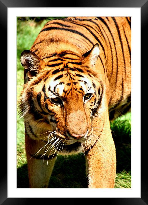  Female Tiger  Framed Mounted Print by Carole-Anne Fooks