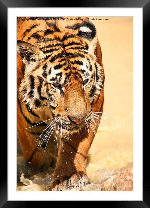Tiger Coming Out Of The Water Framed Mounted Print by Carole-Anne Fooks
