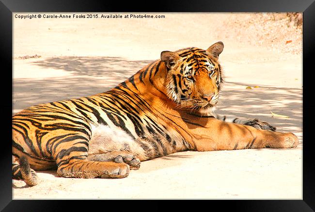 Resting Tiger Framed Print by Carole-Anne Fooks