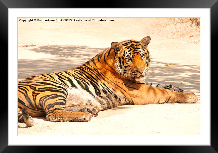 Resting Tiger Framed Mounted Print by Carole-Anne Fooks