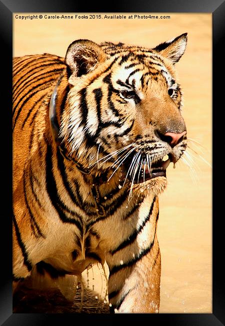 Tiger Coming Out of the Water Framed Print by Carole-Anne Fooks