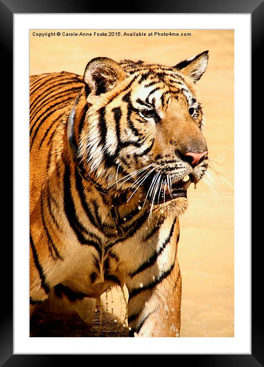 Tiger Coming Out of the Water Framed Mounted Print by Carole-Anne Fooks
