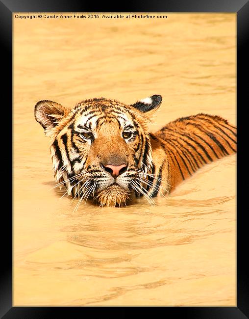  Swimming TIger Framed Print by Carole-Anne Fooks