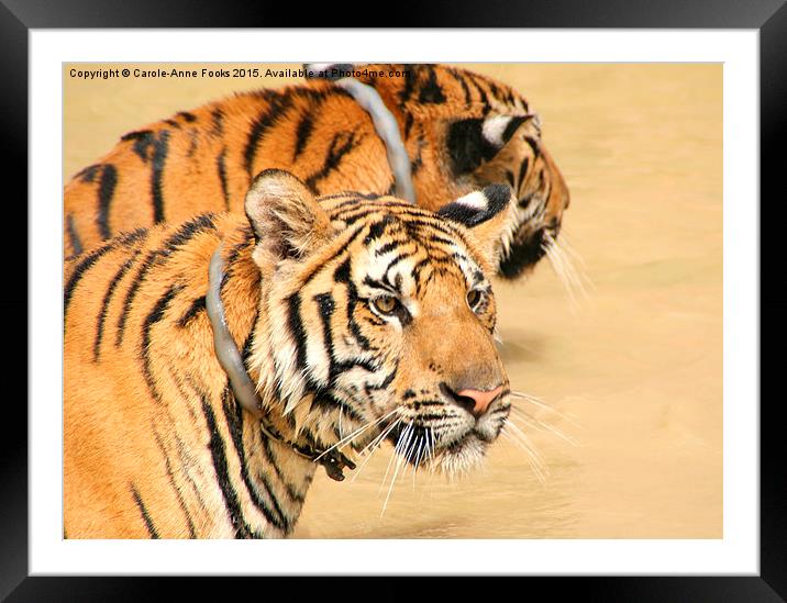  Tigers at Play Framed Mounted Print by Carole-Anne Fooks