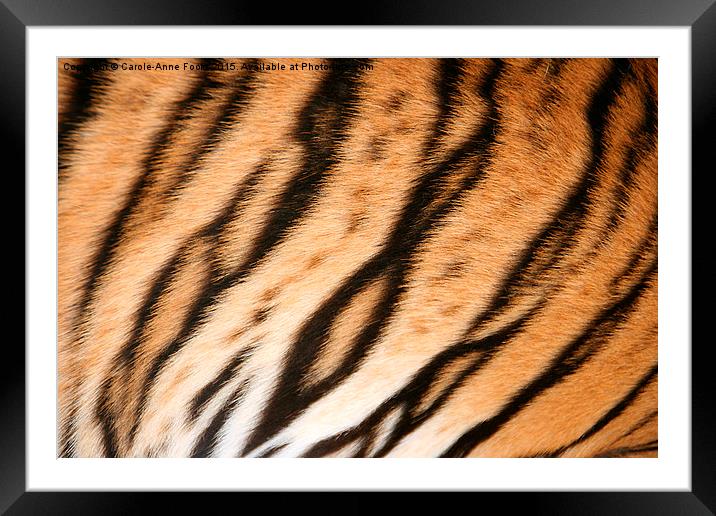  Hide of the Tiger Cub, Thailand  Framed Mounted Print by Carole-Anne Fooks