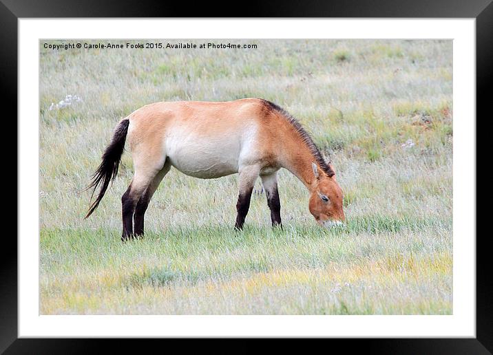   Przewalski's horse, Mongolia Framed Mounted Print by Carole-Anne Fooks