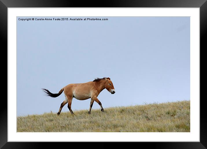    Przewalski's horse, Mongolia Framed Mounted Print by Carole-Anne Fooks