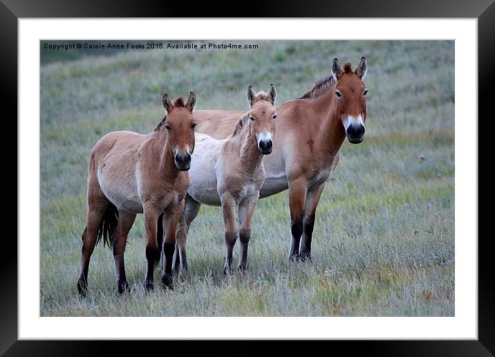    Przewalski's Horses, Mongolia Framed Mounted Print by Carole-Anne Fooks