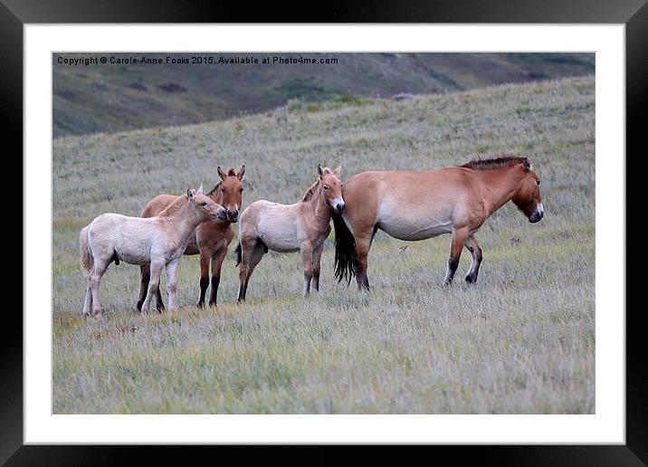  Przewalski's Horses, Mongolia Framed Mounted Print by Carole-Anne Fooks