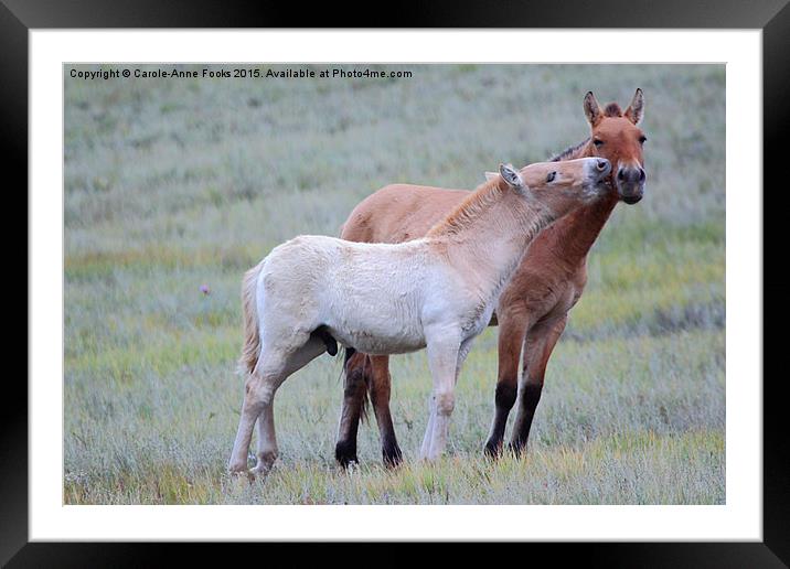   Przewalski's Horses, Mongolia Framed Mounted Print by Carole-Anne Fooks