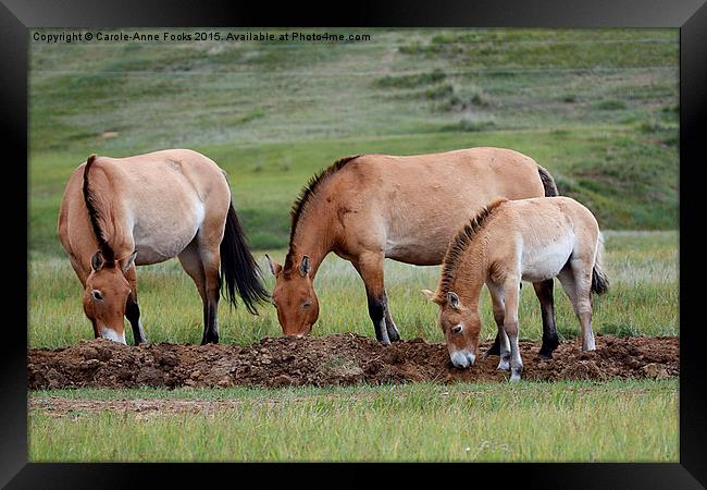    Przewalski's Horses, Mongolia Framed Print by Carole-Anne Fooks