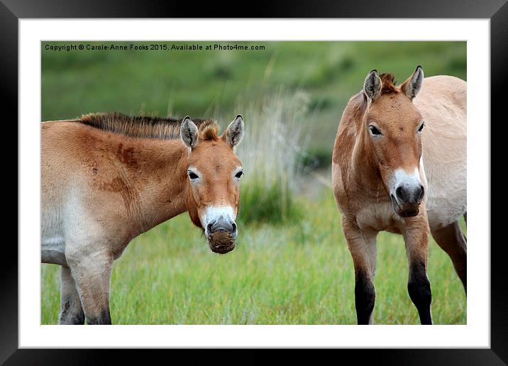     Przewalski's Horses, Mongolia Framed Mounted Print by Carole-Anne Fooks