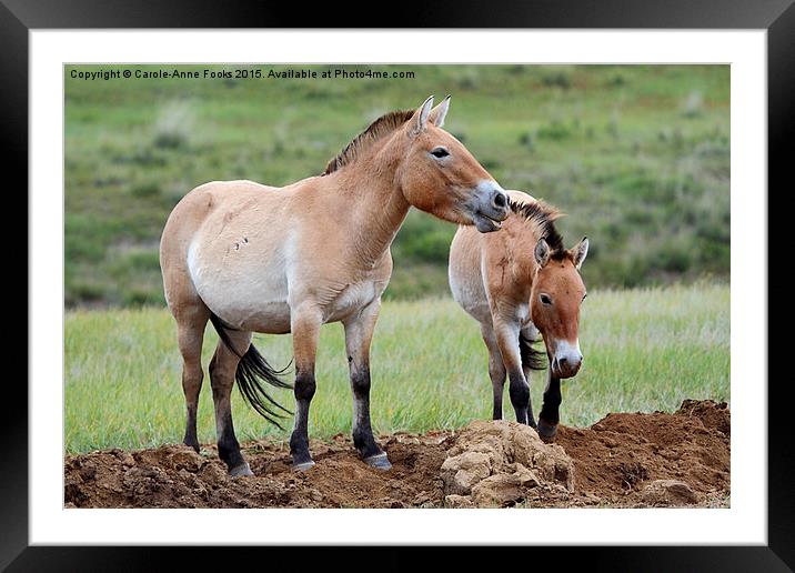     Przewalski's Horses, Mongolia Framed Mounted Print by Carole-Anne Fooks