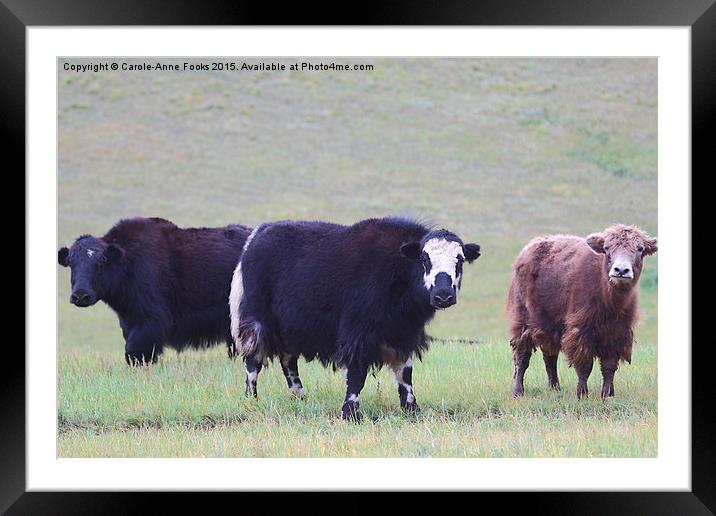  Yaks Framed Mounted Print by Carole-Anne Fooks