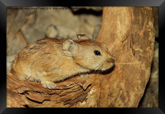  Gerbil in the Wild, Mongolia Framed Print by Carole-Anne Fooks