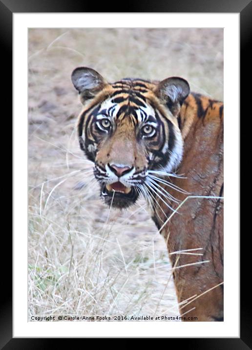 Young male Bengal Tiger Framed Mounted Print by Carole-Anne Fooks