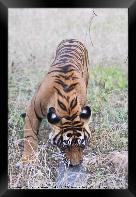 Young Bengal Tiger Framed Print by Carole-Anne Fooks