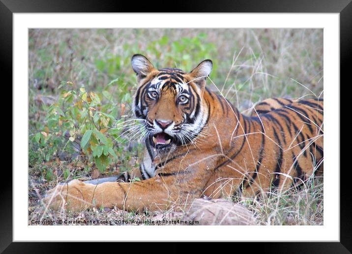 Young Bengal Tiger Framed Mounted Print by Carole-Anne Fooks