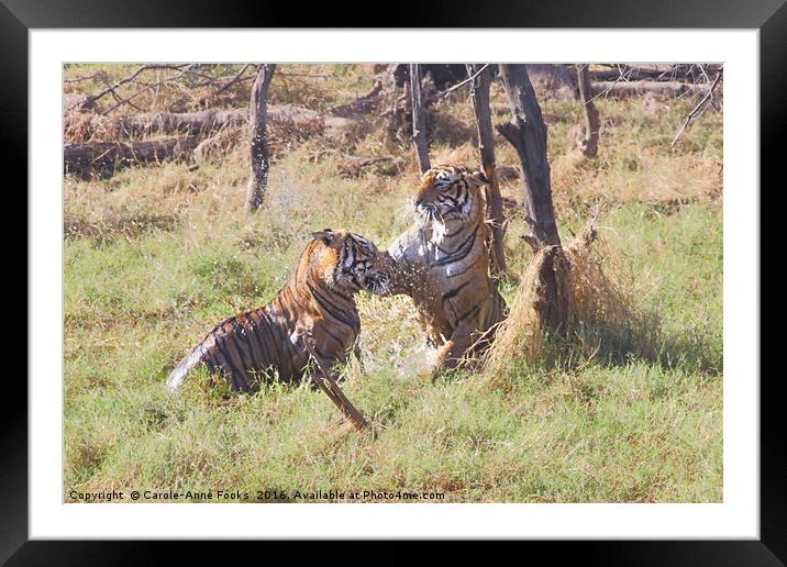 Bengal Tigers Sparring Framed Mounted Print by Carole-Anne Fooks