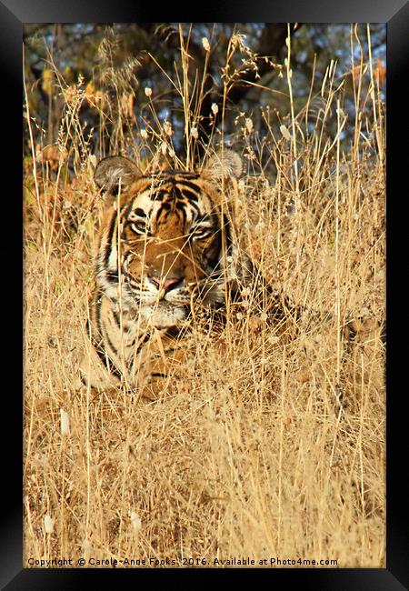 Sub-Adult Male Bengal Tiger Framed Print by Carole-Anne Fooks