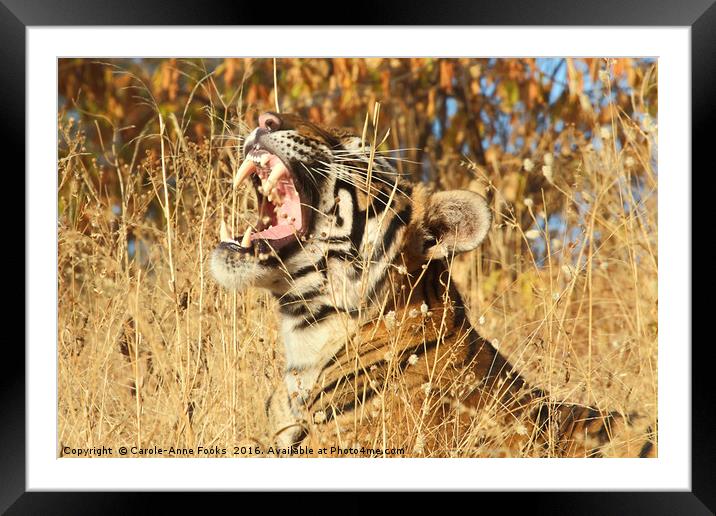 Yawn: Sub-Adult Male Bengal Tiger Framed Mounted Print by Carole-Anne Fooks
