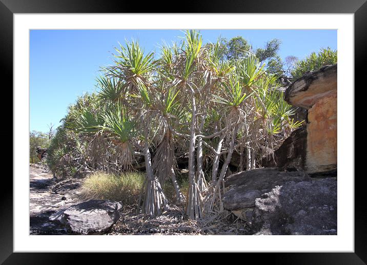 Rock Pandanus, Arnhem Land Framed Mounted Print by Carole-Anne Fooks