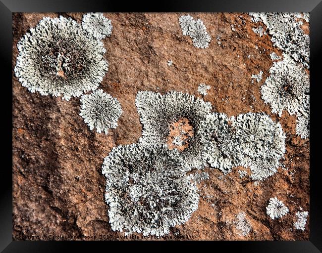 Kanyaka - Lichen Covered Rocks Framed Print by Carole-Anne Fooks