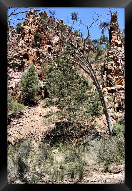 Warren Gorge, Flinders Ranges Framed Print by Carole-Anne Fooks