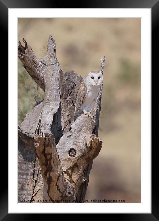 Barn Owl Framed Mounted Print by Carole-Anne Fooks