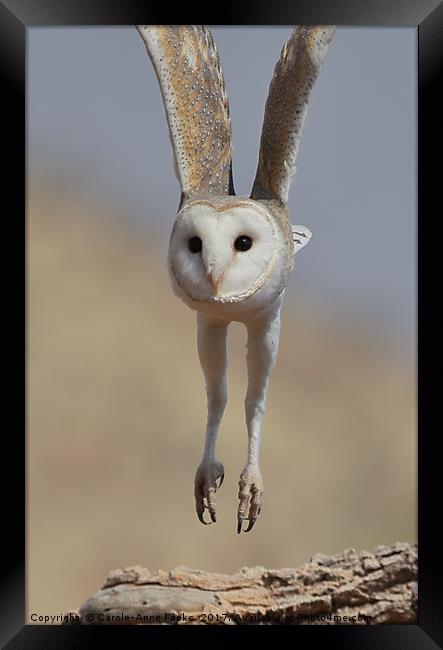 Barn Owl Coming in to Land Framed Print by Carole-Anne Fooks
