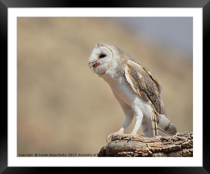 Barn Owl with Prey Framed Mounted Print by Carole-Anne Fooks