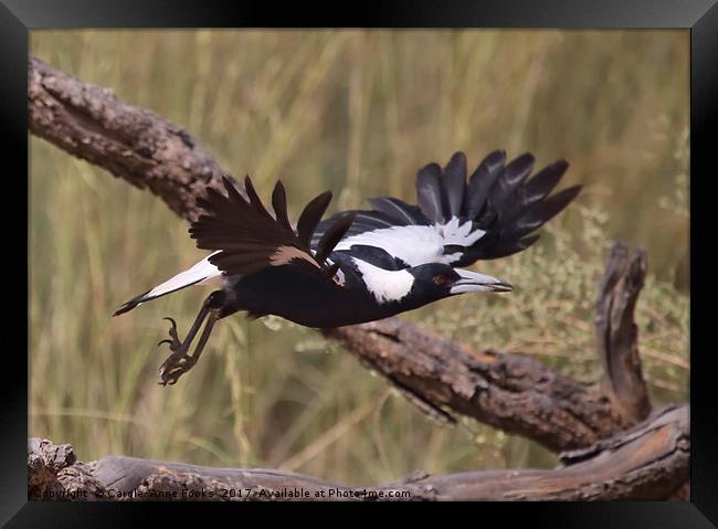 Australian Magpie Taking Off Framed Print by Carole-Anne Fooks