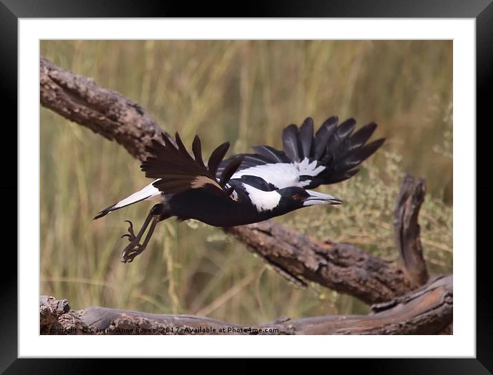 Australian Magpie Taking Off Framed Mounted Print by Carole-Anne Fooks