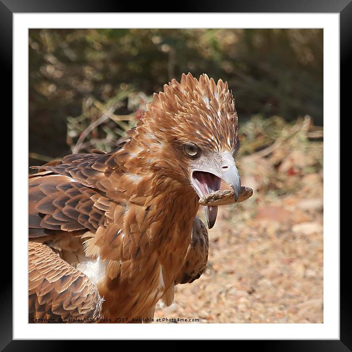 Black-breasted Buzzard About to Attack an Egg Framed Mounted Print by Carole-Anne Fooks