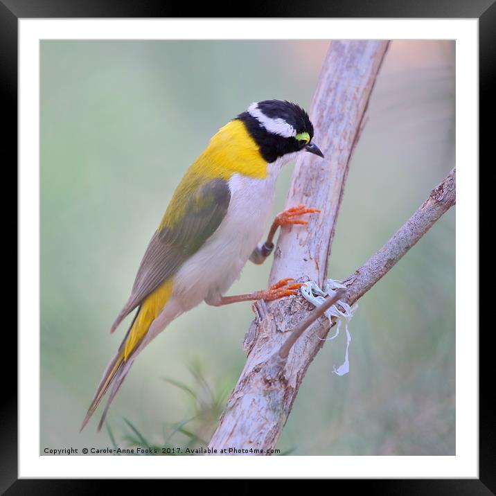 Black-chinned Honeyeater Framed Mounted Print by Carole-Anne Fooks