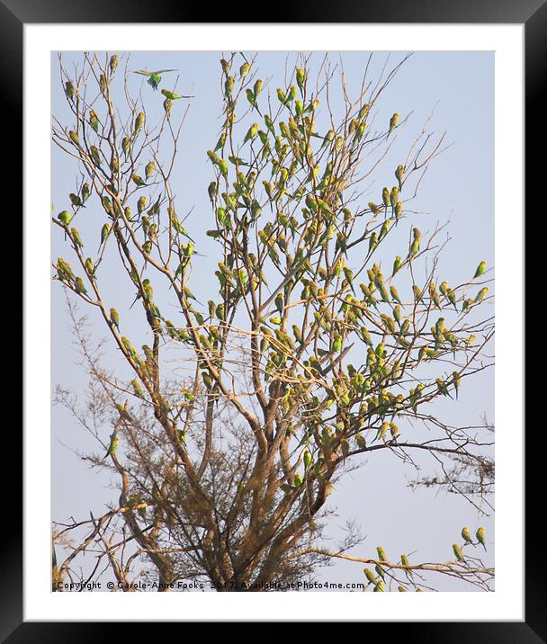 Budgie Leaf Tree Framed Mounted Print by Carole-Anne Fooks