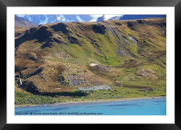 South Georgia, Southern Atlantic Framed Mounted Print by Carole-Anne Fooks