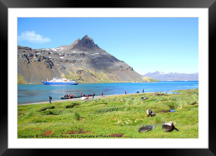 South Georgia in the Southern Atlantic Framed Mounted Print by Carole-Anne Fooks