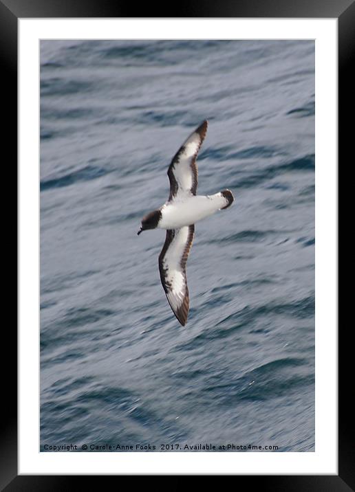 Cape Petrel Framed Mounted Print by Carole-Anne Fooks