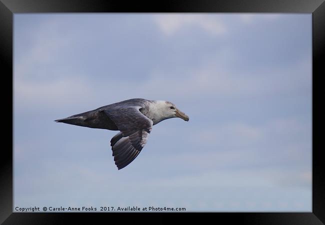 Southern Giant Petrel Framed Print by Carole-Anne Fooks