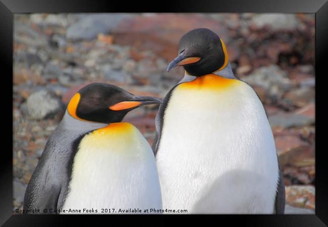 King Penguins Framed Print by Carole-Anne Fooks