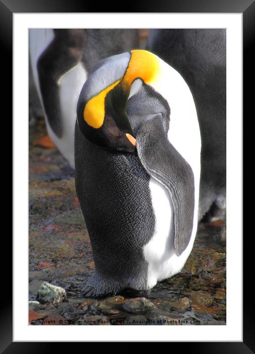 Sleeping King Penguins Framed Mounted Print by Carole-Anne Fooks