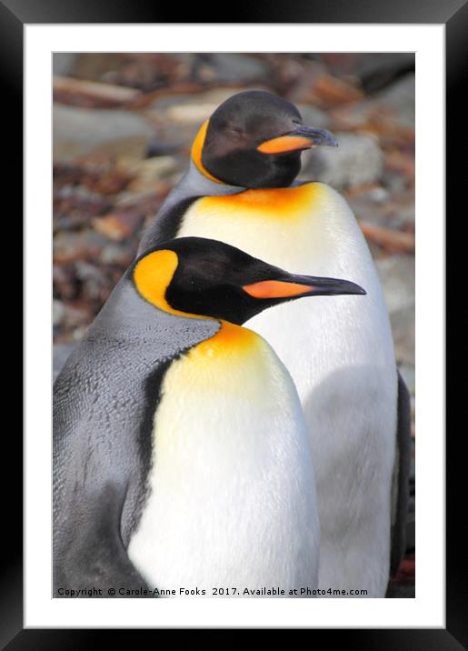 King Penguins Framed Mounted Print by Carole-Anne Fooks