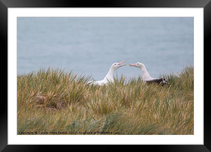 Wandering Albatross Pair Bonding Framed Mounted Print by Carole-Anne Fooks