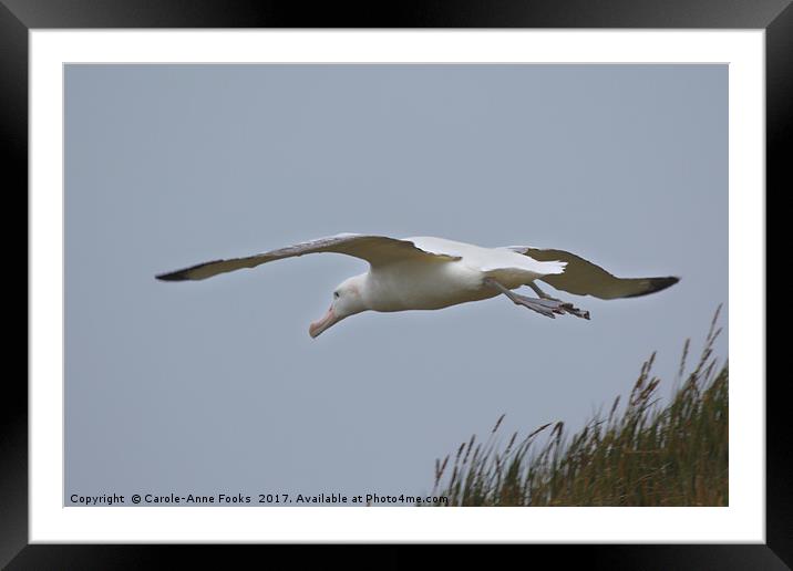 Wandering Albatross Taking Off Framed Mounted Print by Carole-Anne Fooks