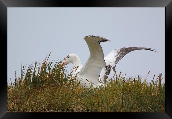 Wandering Albatross Catching a Thermal Framed Print by Carole-Anne Fooks